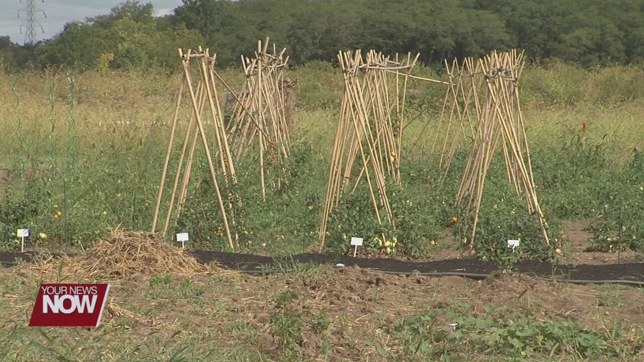 Garden of Hope project providing skills for local women in recovery